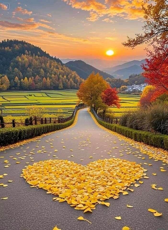 Golden ginkgo leaves in a heart shape on a road at autumn sunset
